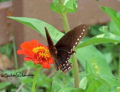 Papilio menatius morelius
