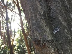 Megabiston plumosaria