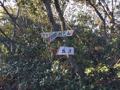 Megabiston plumosaria