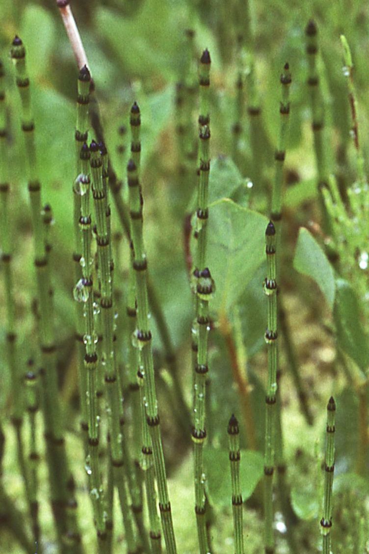 Equisetum variegatum ssp. alaskanum