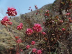 Eriogonum grande