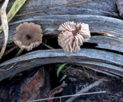Mycena vinacea