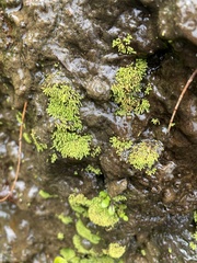 Ricciaceae