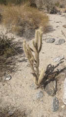 Cylindropuntia ganderi