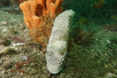 Sarcoptilus grandis