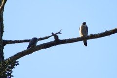 Falco peregrinus pealei