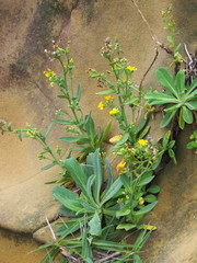 Crepidiastrum lanceolatum