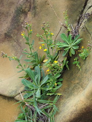 Crepidiastrum lanceolatum