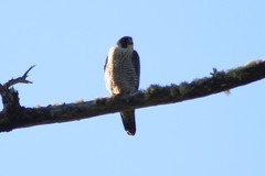 Falco peregrinus pealei