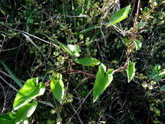 Calystegia sepium roseata