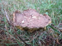 Xerocomellus diffractus