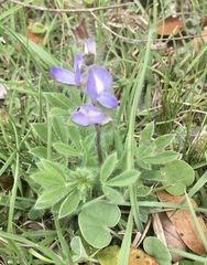 Lupinus bracteolaris