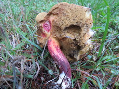 Xerocomellus diffractus