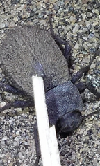 Stenomorpha muricatula