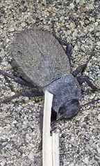 Stenomorpha muricatula