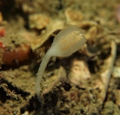 Sycozoa pulchra