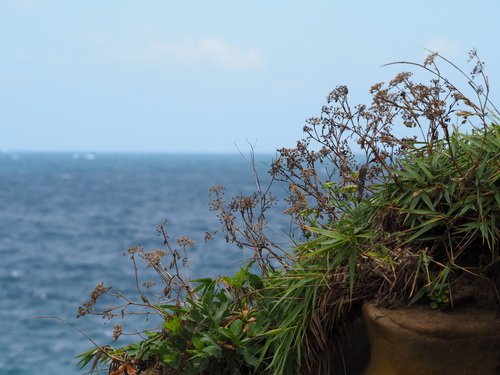 Peucedanum japonicum iNat (1)