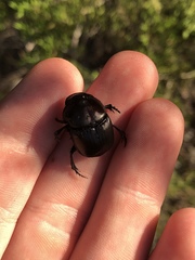 Phanaeus triangularis