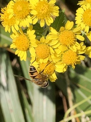 Eristalis cerealis
