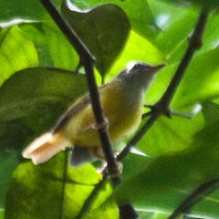 Abroscopus superciliaris