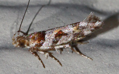 Aristotelia devexella