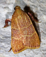 Arta epicoenalis