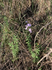 Jamesbrittenia grandiflora
