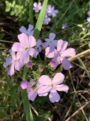 Jamesbrittenia grandiflora