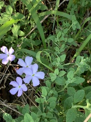 Jamesbrittenia grandiflora