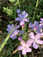 Jamesbrittenia grandiflora