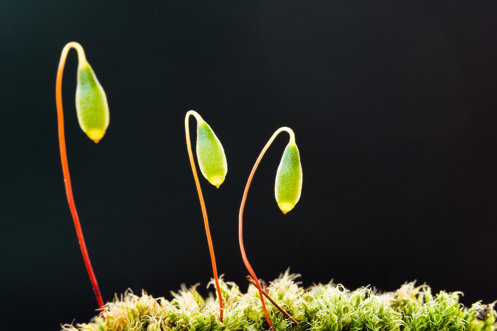 Bryum