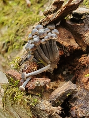 Mycena semivestipes