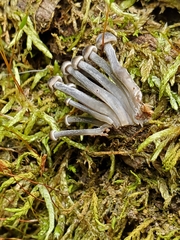 Mycena semivestipes