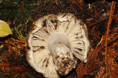 Russula adusta