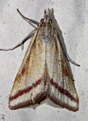Microtheoris vibicalis