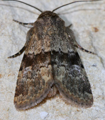 Lacinipolia palilis