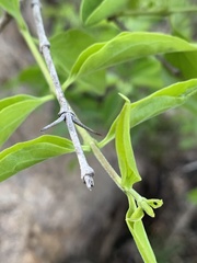 Strychnos spinosa