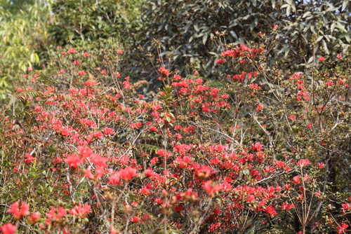 Rhododendron simsii