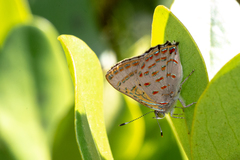 Hypochrysops epicurus