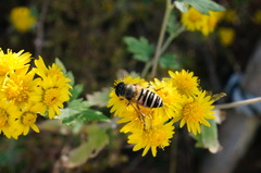 Eristalis cerealis