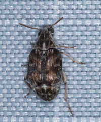 Algarobius prosopis