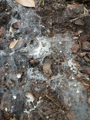 Porrhothele antipodiana