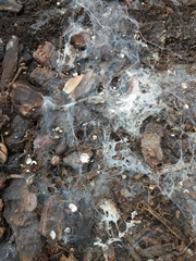 Porrhothele antipodiana