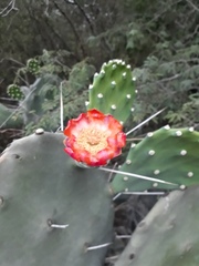 Opuntia quimilo