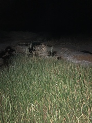 Cyprinodon macularius