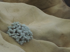 Crossostephium chinense