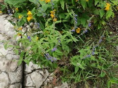Salvia connivens