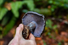 Cortinarius glaucocephalus
