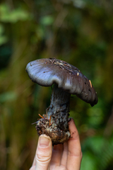 Cortinarius glaucocephalus