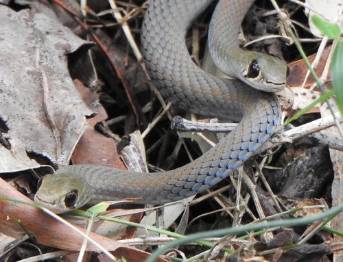 Yellow-faced Whipsnake